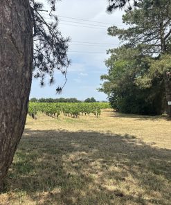 Alternative view of Une nuit en Chardonnay