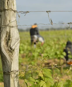 Vigneron d&rsquo;un an
